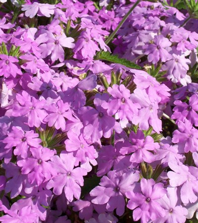 Verbena Superbena® Large Lilac Blue